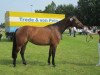 broodmare Casconda R (Holsteiner, 2010, from Casall)