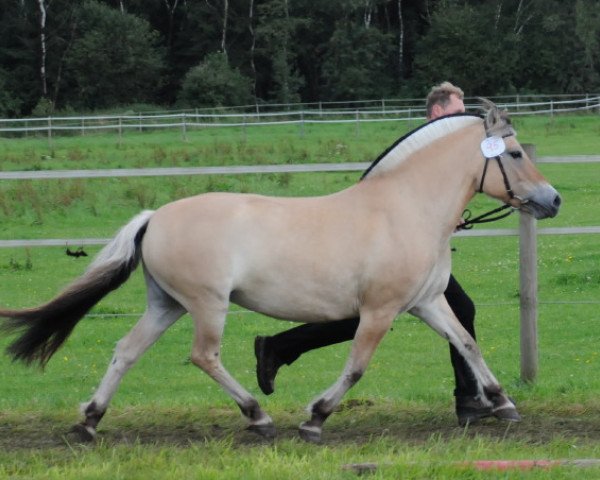 broodmare Melissa (Fjord Horse, 1999, from Merkur N.2743)