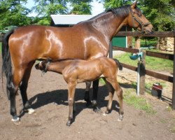 broodmare Wilma R (Holsteiner, 2006, from Contender)