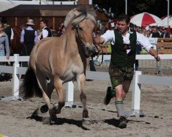 Pferd Maxima (Fjordpferd, 2002, von Ragnar)