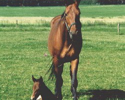 Zuchtstute Mademoiselle Mali (Dänisches Warmblut, 1991, von Caritas)