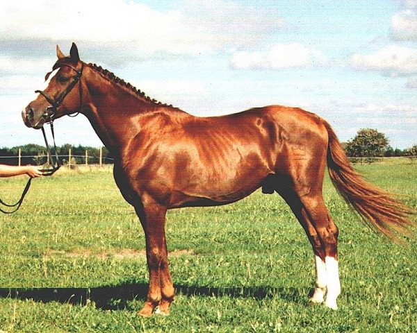 stallion Jackpot (Danish Warmblood, 1996, from A-Dur I)