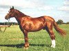 stallion Jackpot (Danish Warmblood, 1996, from A-Dur I)