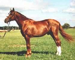 stallion Jackpot (Danish Warmblood, 1996, from A-Dur I)