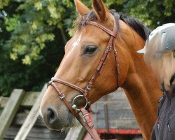 broodmare Charming Miss Collina (Palomino, 2002, from Jackpot)