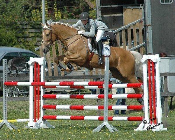 stallion Kaergaardens Margaux (Palomino, 2000, from Crown's Choice)