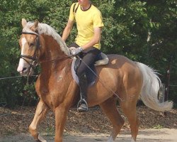 stallion Made Special (Palomino, 2008, from Kaergaardens Margaux)