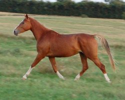 broodmare Minmore (Danish Warmblood, 2009, from Glenlivet Sebioune)