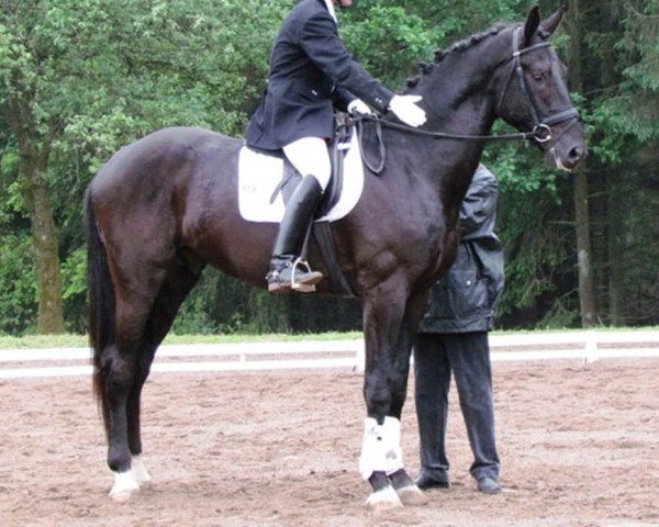 dressage horse Castro 47 (Zweibrücken, 2009, from Christ)