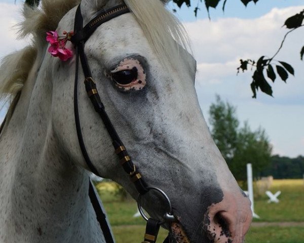 dressage horse Luziana 2 (German Riding Pony, 1989)