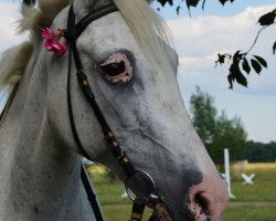 Dressurpferd Luziana 2 (Deutsches Reitpony, 1989)