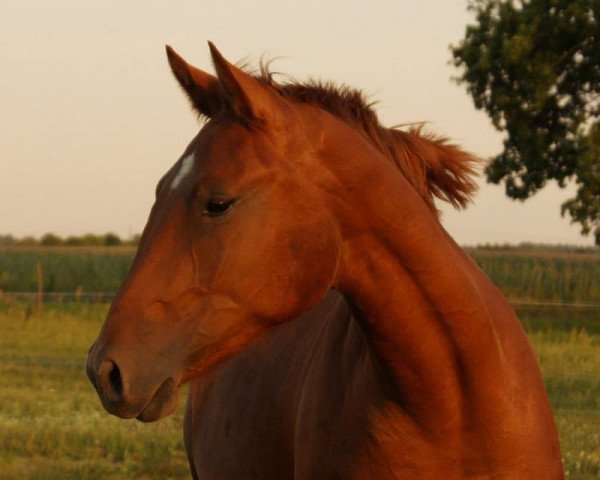 dressage horse Funny Girl (Austrian Warmblood, 2012, from Rotspon)