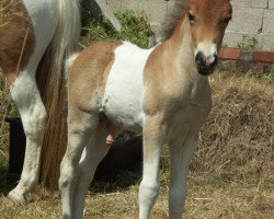 Pferd Helgúr von der Elzbachquelle (Islandpferd, 2014)