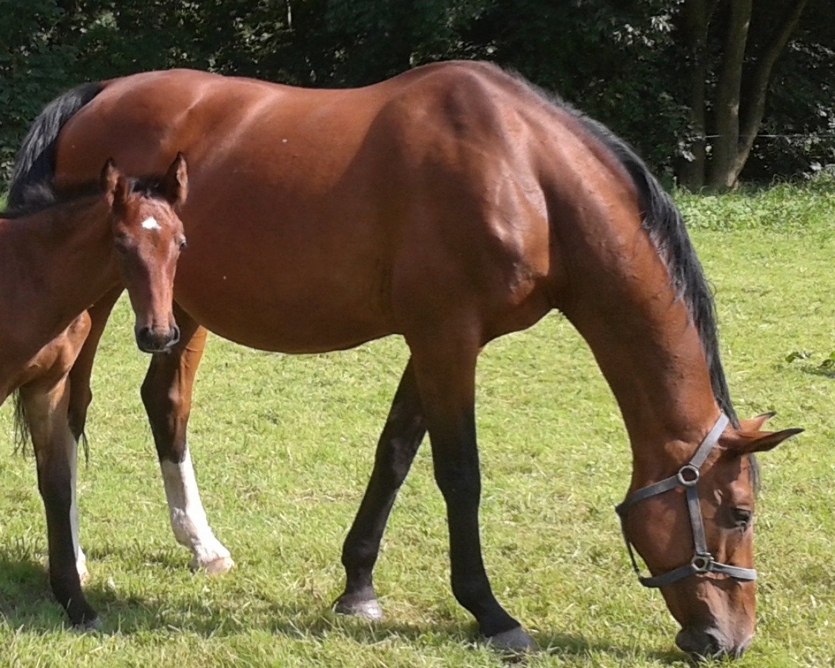Zuchtstute Pepita (Hannoveraner, 1997, von Perpignon)