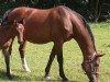 broodmare Pepita (Hanoverian, 1997, from Perpignon)