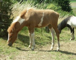 Pferd Rökvin von der Elzbachquelle (Islandpferd, 2014, von Kiljan vom Kirchewald)