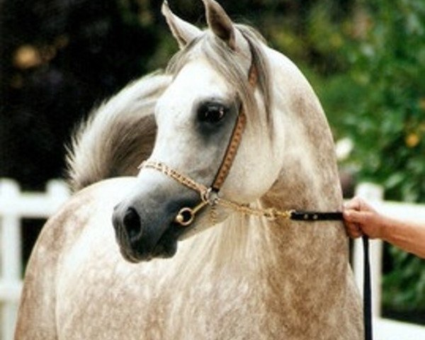 stallion Dg Maksus ox (Arabian thoroughbred, 2004, from Ashur ox)