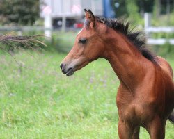 stallion Siwaar ox (Arabian thoroughbred, 2014, from Dg Maksus ox)