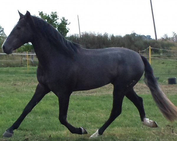 horse Fisgon XVIII (Pura Raza Espanola (PRE), 2010)