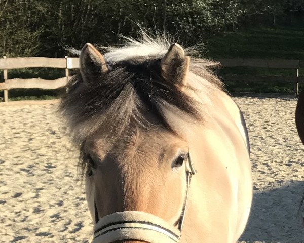 Pferd Iggy Pop (Fjordpferd, 2015, von Irving)