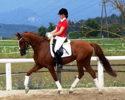 broodmare Golden Delilah PZK (Austrian Warmblood, 2009, from Auheim's Rhaposario)