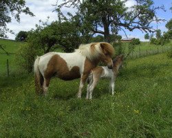 broodmare Hel von Himmighausen T0/T0 (Iceland Horse, 2007, from Hervar von Gut Kempen)