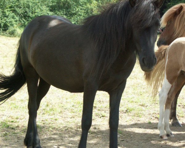 Zuchtstute Sorta (Islandpferd, 2011, von Hugi fra Keldulandi)