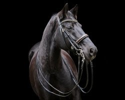 dressage horse Delgados (Westphalian, 2008, from Desperados FRH)