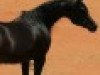 stallion The Verdict HG EAO (Arabian thoroughbred, 1995, from Thee Desperado 1989 EAO)