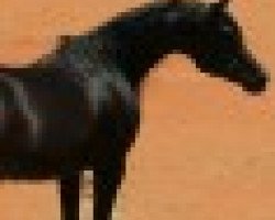 stallion The Verdict HG EAO (Arabian thoroughbred, 1995, from Thee Desperado 1989 EAO)