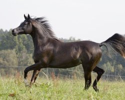 stallion Uranos EAO (Arabian thoroughbred, 2008, from Al Lahab 1999 EAO)