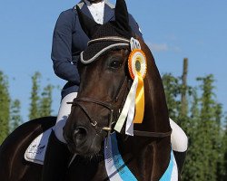 dressage horse Sansibar (Trakehner, 2006, from Zöllner xx)