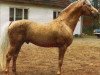 stallion Pegasus (Swedish Warmblood, 1962, from Dragos)