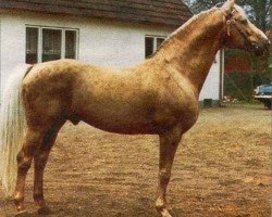 Deckhengst Pegasus (Schwedisches Warmblut, 1962, von Dragos)