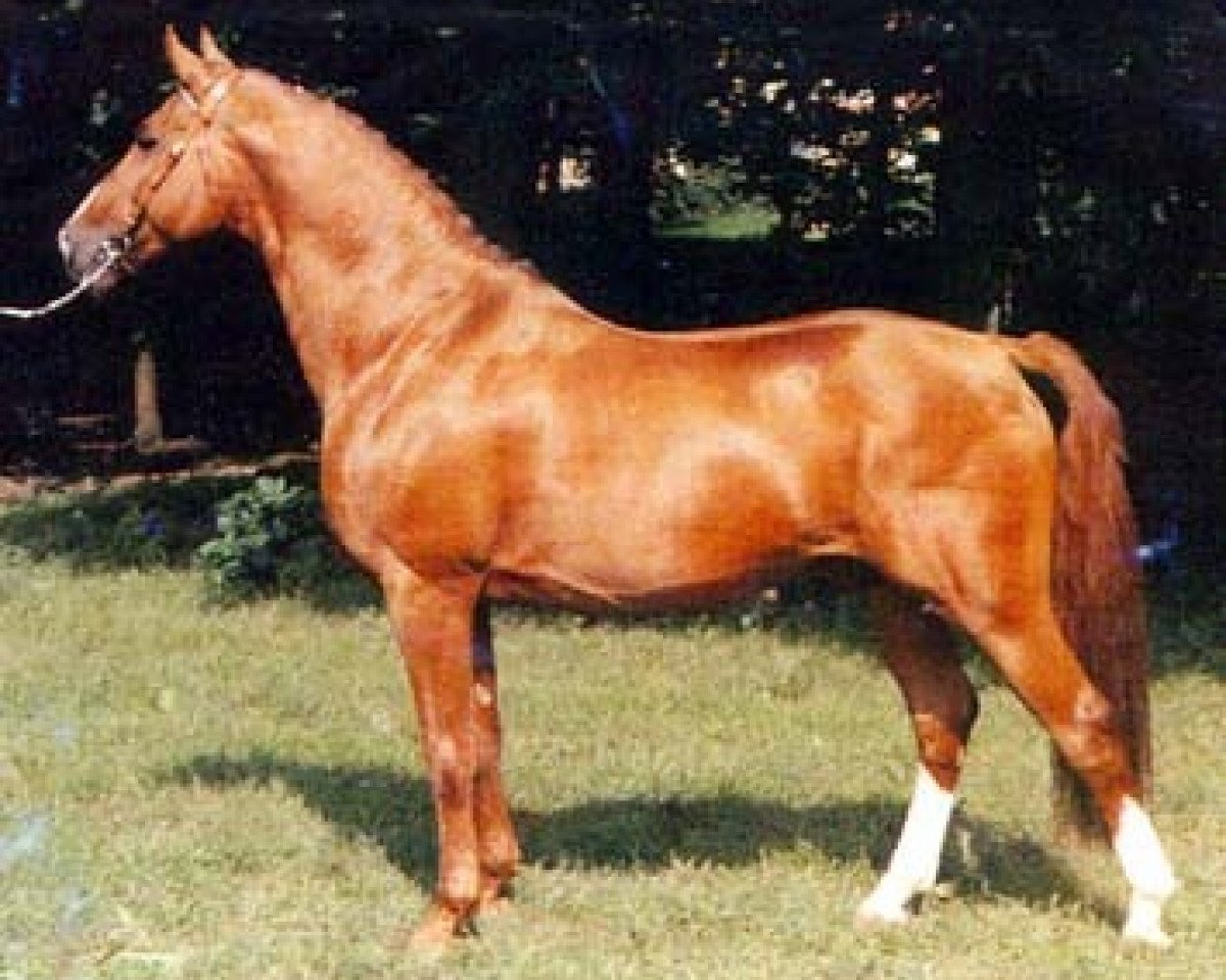 Deckhengst Pontus (Schwedisches Warmblut, 1970, von Abbé)