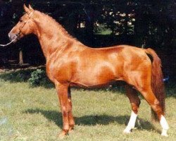 Deckhengst Pontus (Schwedisches Warmblut, 1970, von Abbé)