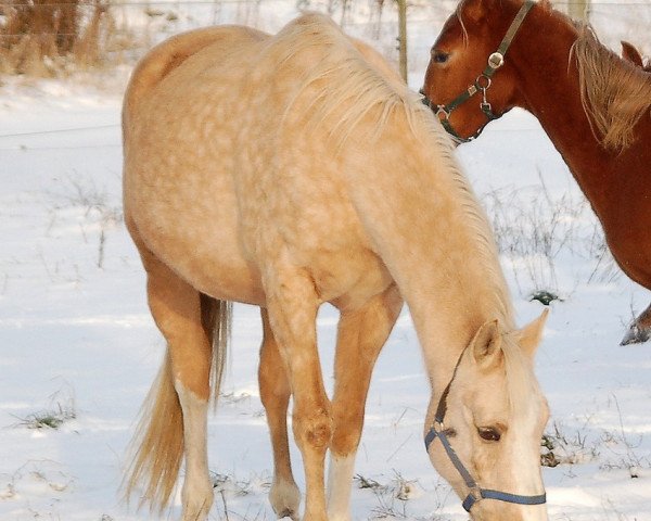 Zuchtstute Lussi (Schwedisches Warmblut, 1993, von Pontus)