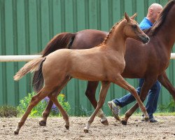 broodmare Bye Bye Bambina (German Riding Pony, 2014, from Dimension AT NRW)