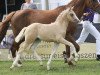 Zuchtstute Terbofens Milles Fleurs (Deutsches Reitpony, 2014, von The Braes My Mobility)