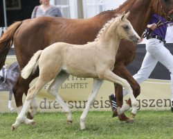 broodmare Terbofens Milles Fleurs (German Riding Pony, 2014, from The Braes My Mobility)