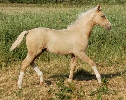 stallion I´m Special Too (Palomino, 2014, from Made Special)