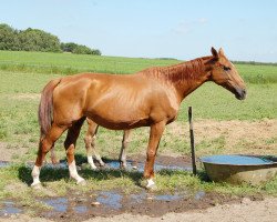 broodmare Linne (Hanoverian, 2001, from Wolkenstein II)