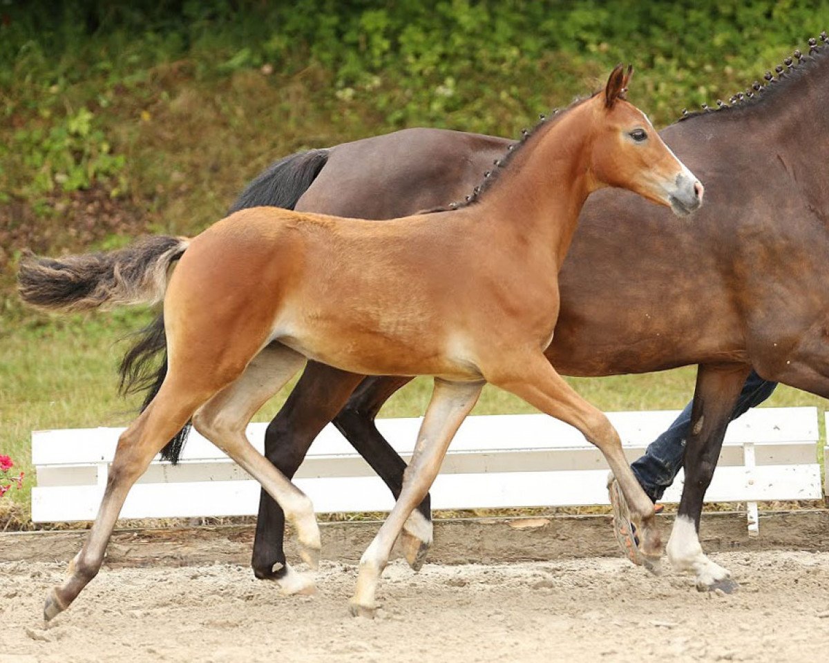 dressage horse Cascada RB (German Riding Pony, 2014, from Countdown RB)