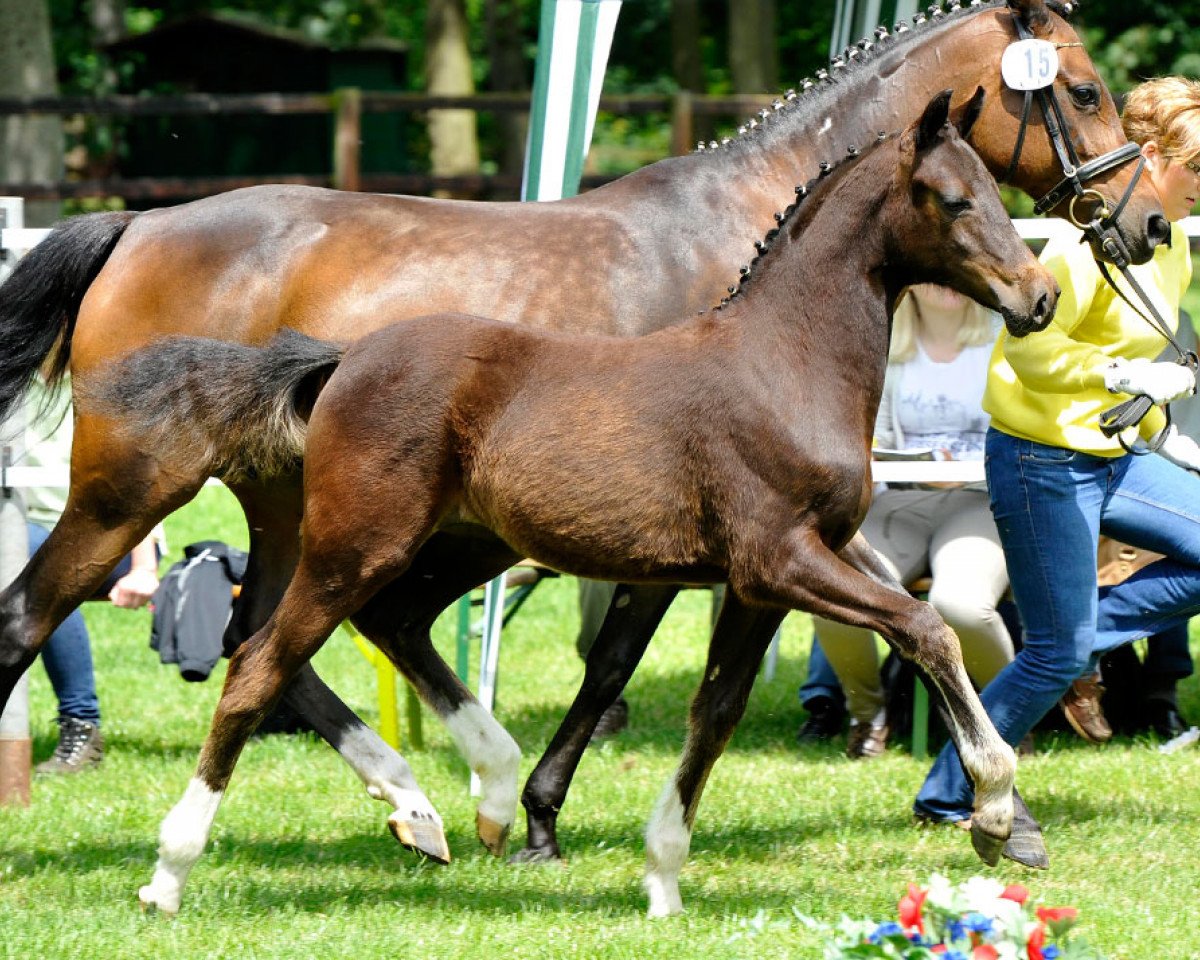 jumper Double Win (German Riding Pony, 2014, from Fehkamps Nightley)