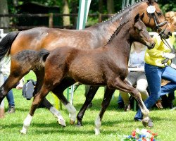 Springpferd Double Win (Deutsches Reitpony, 2014, von Fehkamps Nightley)