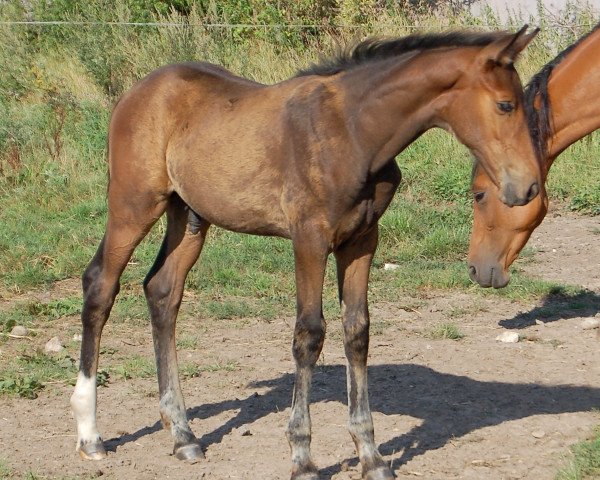 Pferd Skovgaardens Leonardo (Dänisches Warmblut, 2014, von Lionell)