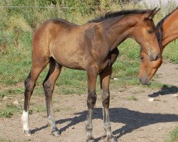 Pferd Skovgaardens Leonardo (Dänisches Warmblut, 2014, von Lionell)