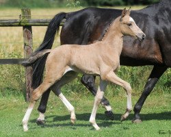 Zuchtstute My Sunshine (Deutsches Reitpony, 2014, von The Braes My Mobility)