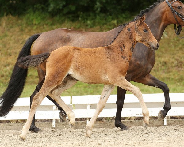 broodmare Key To Beauty (German Riding Pony, 2014, from Man in Black)