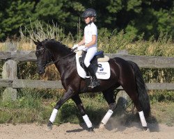 dressage horse Havanero B (German Riding Pony, 2009, from Hero)